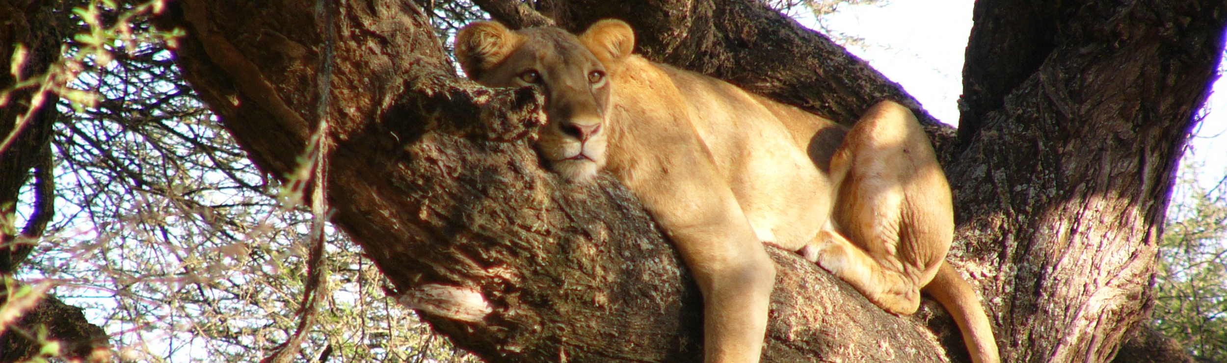 Kisima Tours & Safaris