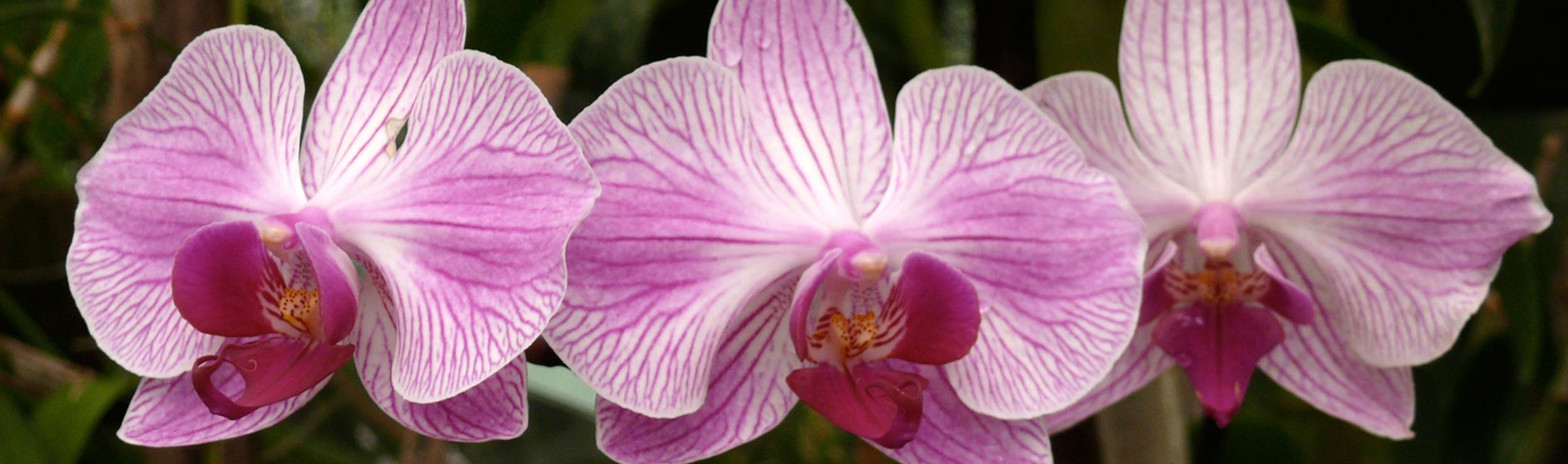 Verkaufsunterstützung bei Reisebüro Kundenabenden