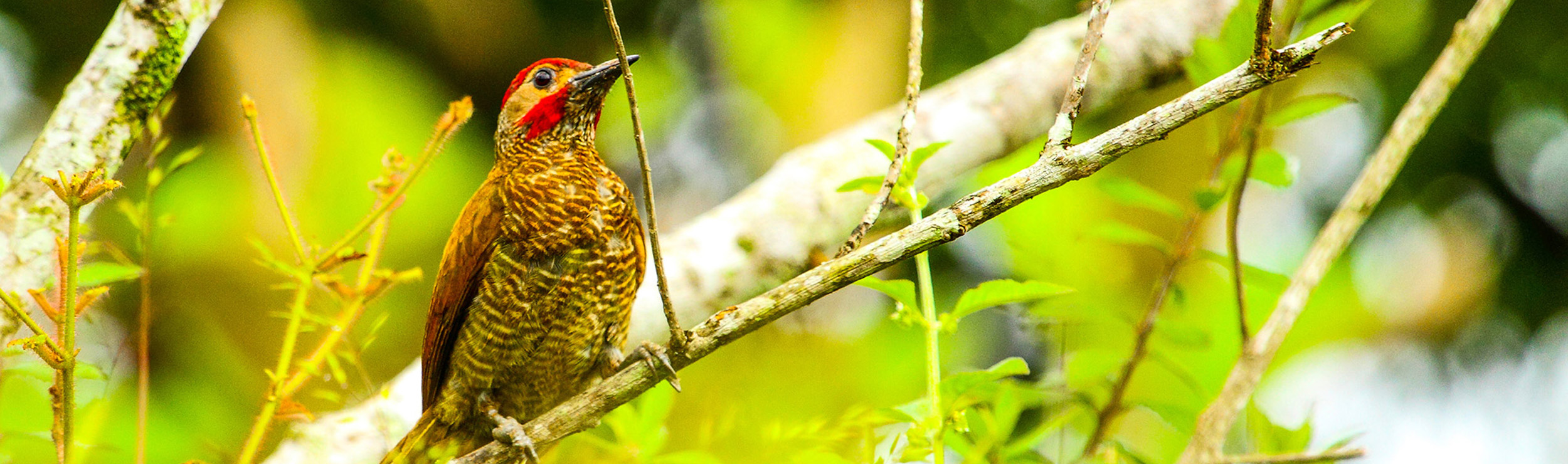 Incoming Agentur DMC in Costa Rica incoming agentur karibik