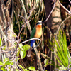 Botswana Vogel